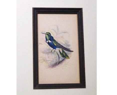 Original Jardine Hand Colored Engraving entitled "Natterers Hummingbird" Circa 1840. Beautifully Hand Colored featuring the v