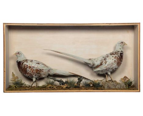Taxidermy: A Late Victorian Cased Pair of Leucistic Ring-Necked Pheasants (Phasianus colchicus), dated 1886, by Robert Duncan