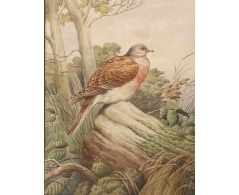A* J* D* (20th Century) Study of a pigeonSigned watercolour, together with a further work by the same hand, depicting a bird 