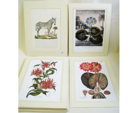 A group of twenty six botanical prints and a zebra - mounted but not framed