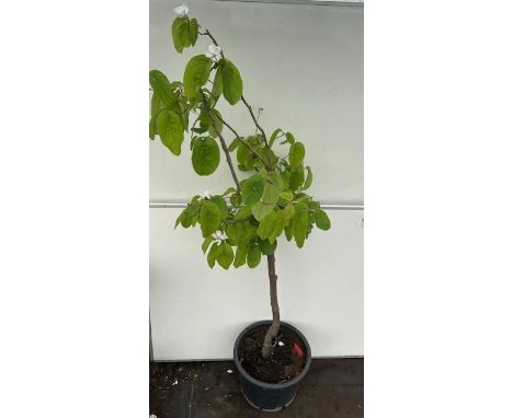 Five foot flowering Quince tree. Not available for in-house P&amp;P 