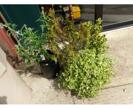 A STONE SINK AND A BLACK PLANTER BOTH WITH PLANTS