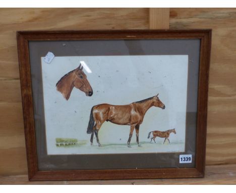 SHEILA PACKHAM (20th CENTURY SCHOOL).  ARR.  PORTRAIT OF A HORSE, SIGNED, WATERCOLOUR, 24 x 34cm