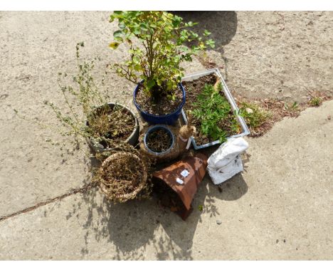 A BONSAI PLANT, VARIOUS PLANT POTS, A RAIN HOPPER, ETC.