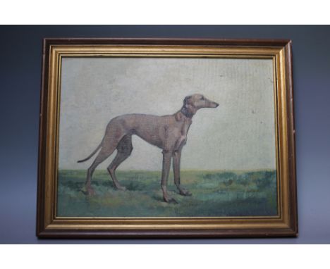 TWENTIETH CENTURY BRITISH SCHOOL PORTRAIT STUDY OF A GREYHOUND, unsigned, oil on canvas board, framed, 29 x 39 cm