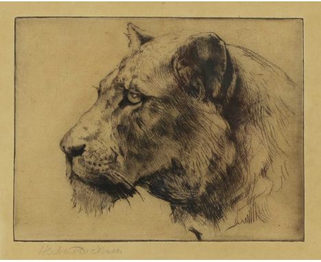 Herbert Thomas Dicksee RE (1862-1942)‘Head of a Lioness’, portrait, side-face, looking right to leftearly original etching on