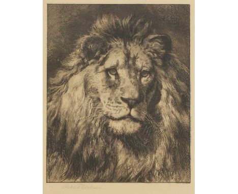 Herbert Thomas Dicksee RE (1862-1942)‘His Royal Highness’, portrait of a lion, full faceearly etching on paper, signed in pen
