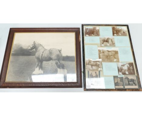 Early Framed print of Lymm Grey shire horse together with a collection of local interest shire horse photographs (2)
