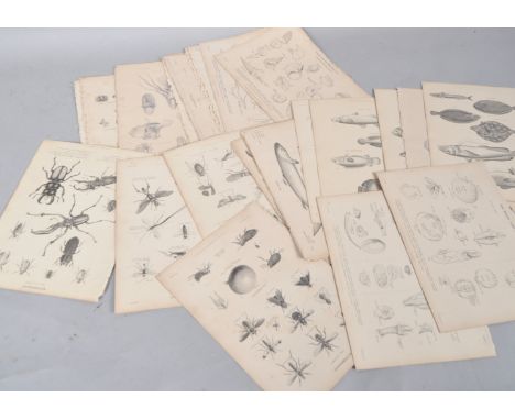 The Museum of Natural History Animal Kingdom Div II, a collection of 19th century lithograph plates to include some coloured 