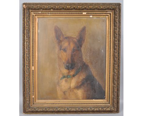 Early 20th century British School, portrait of a German Shepherd wearing a blue collar, oil on canvas, in gilded gesso frame,