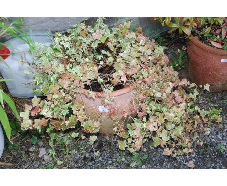 A terracotta planter, planted with ivy, 13 1/2" high x 14 1/2" diameter.