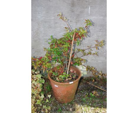 A terracotta planter (cracked) planted with shrub, 13" high x 14" diameter.
