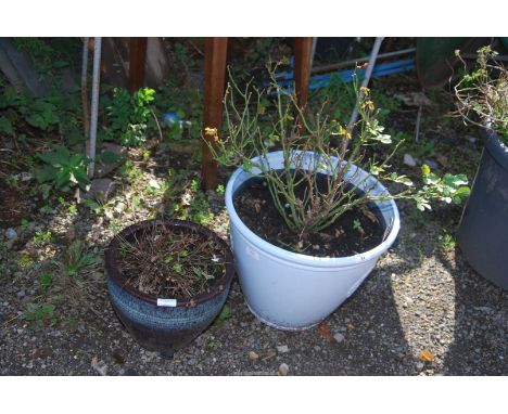 Two glazed planters containing a Rose and a shrub, 30" high x 16" wide the largest planter.