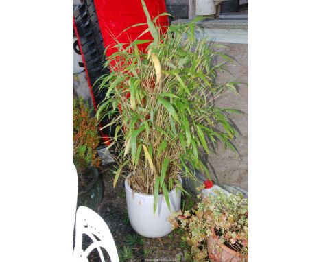 A white glazed planter with bamboo, 15" high x 15"..