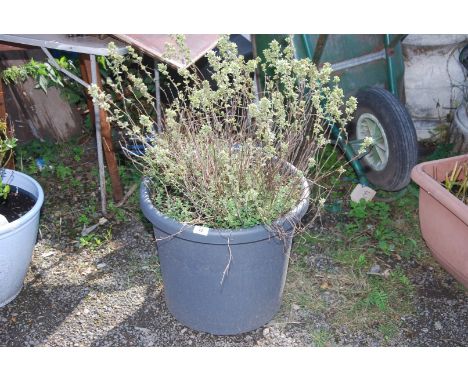 A planted planter, containing herb plants.