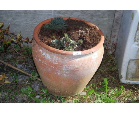 A terracotta planter, planted, 13" high x 14" diameter.