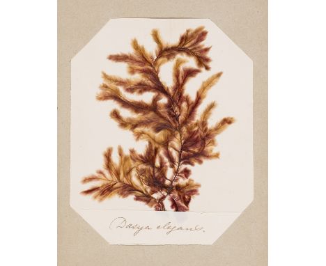 Ocean Mosses.- Album of 58 mounted dried specimens, mounted on paper and inserted into corner slots of blank leaves with manu
