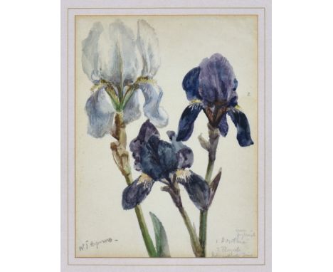 William John Caparne (British, 1855-1940), Study of the Intermediate Bearded Irises 'Dorothea' and 'Royal', watercolour, sign