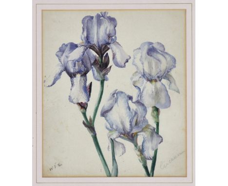 William John Caparne (British, 1855-1940), Study of the Bearded Iris 'Circassian', watercolour, signed with initials lower le