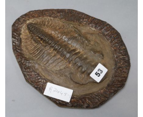 A fossil Trilobite length 26cm
