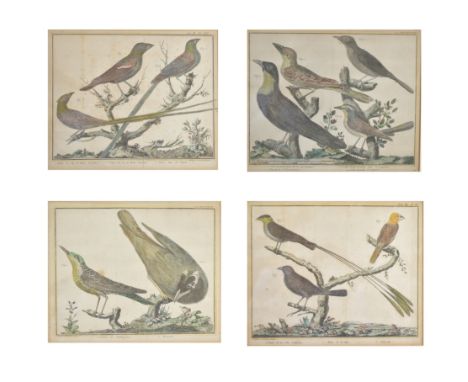 Vögel. 4 kol. Kupferstiche von Francois-Nicolas Martinet aus 'Histoire Naturelle des Oiseaux' 1785. Ca. 23 x 29 cm. Gl. u. R.