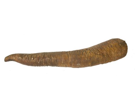A SPERM WHALE PENIS,  ¨late 19th century, a taxidermy stuffed sperm whale penis (Physeter macrocephalus), stuffed with hair a