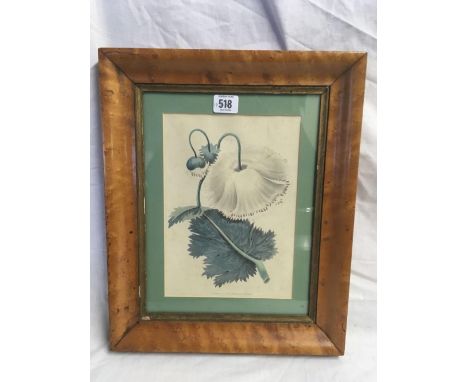 COLOURED BOTANICAL PRINT PUBLISHED BY ACKERMAN IN 1819 IN A GOOD, ANTIQUE, BURR MAPLE FRAME, 16” X 13”