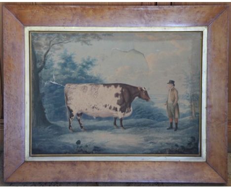 A 19th century birds eye maple frame, enclosing a print of a cow (print damaged) 61.5cm x 78cm overall, with a decorative pic