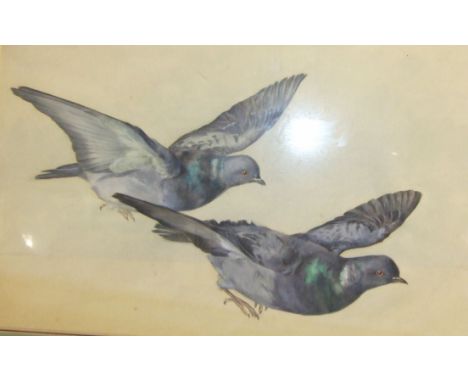 Alice Lizzie West, 'Two Pigeons', watercolour, 33 x 50cm, inscribed and titled in ballpoint on label verso, s Goodchild, 'Eag