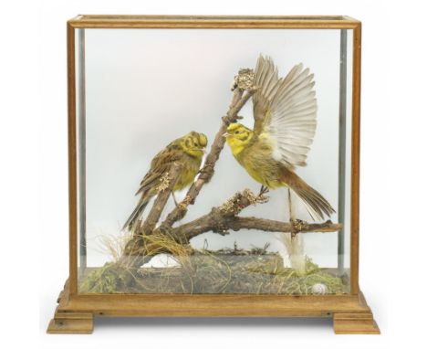 Taxidermy: Yellowhammers (Emberiza citrinella), pair of full adult mounts, perched on a branch over a nest, the male with out