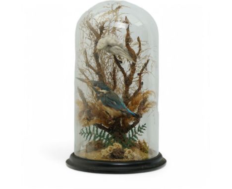 Taxidermy: Kingfisher (Alcedo atthis), full adult mount perched on a branch in a naturalistic setting, enclosed within glass 