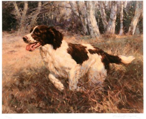 AFTER FREDERICK J. HAYCOCK Boundless Energy - A Springer Spaniel  A limited edition colour print, No. 123/395, signed and num