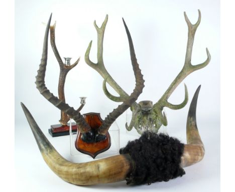 PAIR OF LARGE BOVINE HORNS, 32" (81.3cm) across, together with a pair of Deer antlers, a deer antler two light candle holder 