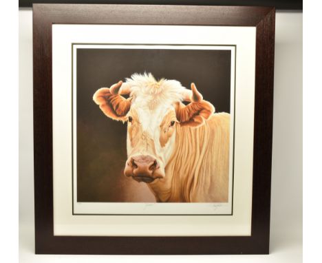 PAUL JAMES (BRITISH CONTEMPORARY) 'GOLDIE', a signed limited edition print on paper depicting a portrait of a Cow, 26/100 wit