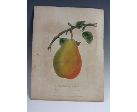 Thomas Jones (early 19th century) A Windsor 'Pair' (Pear), Daily Seen at the Royal Table, Published [...] by T. Bird, No. 1 W