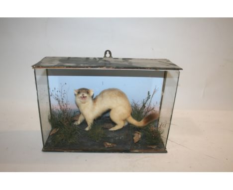 CASED STOAT - PRATT & SONS a Stoat in a wooden and glazed case (front glass missing), with a label on the reverse for Pratt &