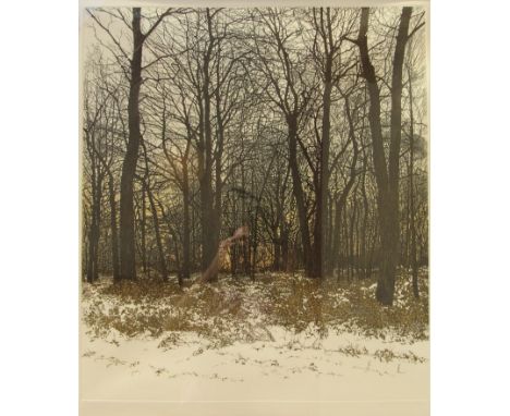 PHILIP GREENWOOD (b.1943): Two framed and glazed coloured etchings "Water Lights" and "Forest Light".  68/200.  57cm x 49 cm.