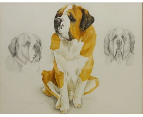 Portrait of a St Bernard, watercolour and pencil drawing signed by Valerie Bott dated 1987,  35cm x 45cm   Condition Report  