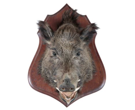 TAXIDERMY: A WILD BOAR NECK MOUNTon a shaped oak wall shield, 62cm high