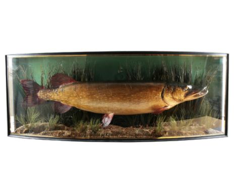 TAXIDERMY: A PIKE by J. Cooper & Sons, London, in an aquatic setting, mounted in a glazed bow-fronted case with gilt inscript