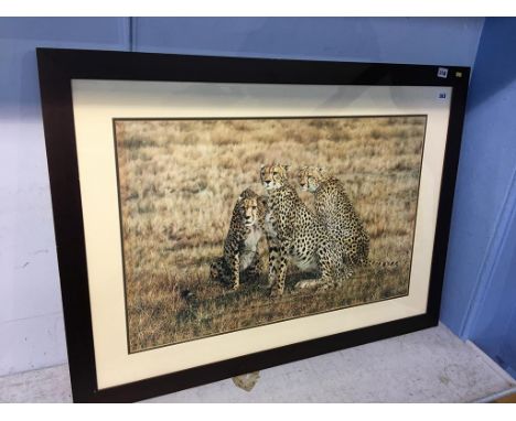 Print, after Simon Combes, 'Leopards' 