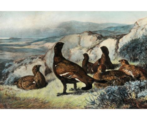 ENGLISH SCHOOL Grouse in the Highlands, hand coloured print, 27 x 40cm