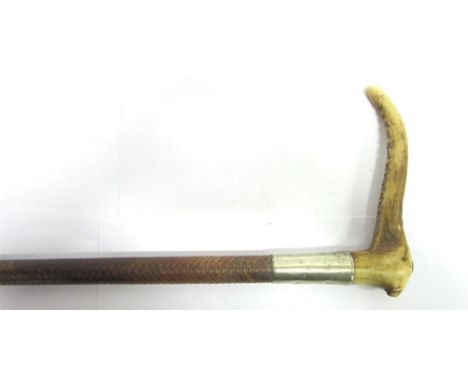 A LADY'S HUNTING WHIP with horn grip, the plated collar engraved 'Harvey Sangster' in script, by 'Zair' and with leather plai