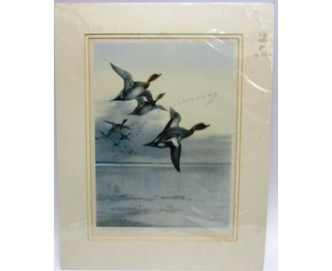 AFTER ARCHIBALD THORBURN (BRITISH, 1860-1935) Widgeon in flight, colour print, published by W.F. Embleton, signed in pencil l