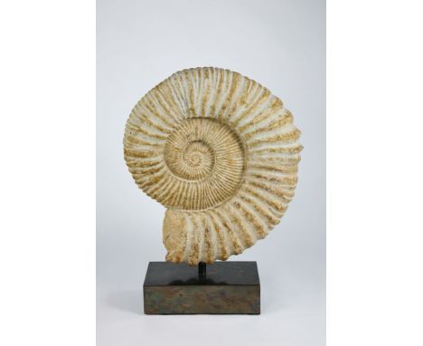 A large ammonite on bronze baseMorocco, Devonian ammonite 54cm wide; 81cm high overallFossil; Interior Design, Natural Histor