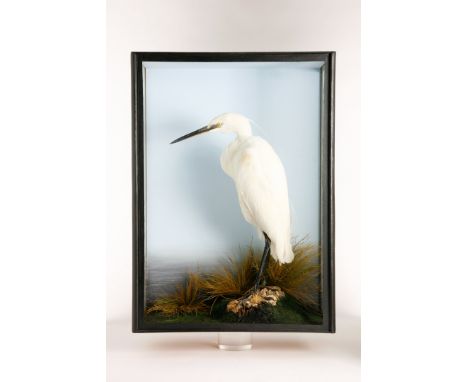 A Snowy Egret in rectangular glass case56cm high by 41cm wideBird Taxidermy, Natural History, Interior Design&nbsp;
