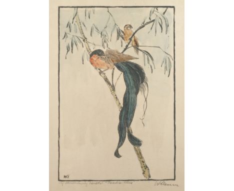 Walter Klemm, "Paradies-Weber"der auf einem Ast sitzende Vogel mit seinen charakteristischen langen blauen Schwanzfedern, aqu