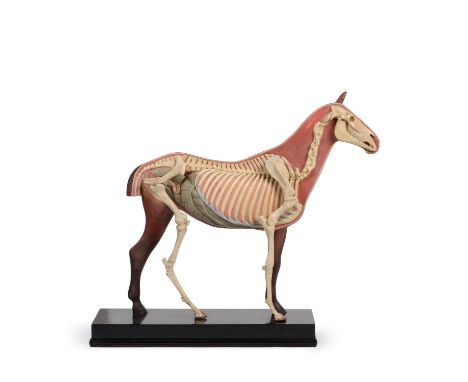 A polychrome painted plaster or composition anatomical model of a horse, early 20th century, possibly German, the bones and o