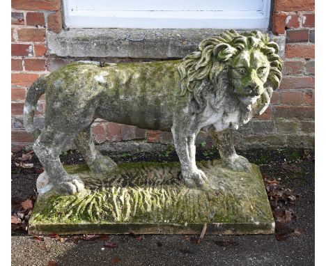 An English sculpted limestone model of a lion, probably 19th century, portrayed standing and with boldly carved mane, on an i