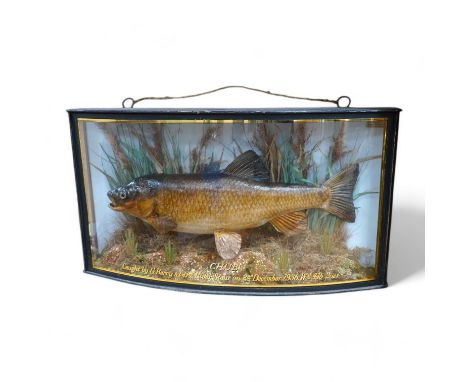 J. Cooper &amp; Sons taxidermy chub, in a bow fronted case, with gilt painted description reading; ‘CHUB caught by G. Berry a